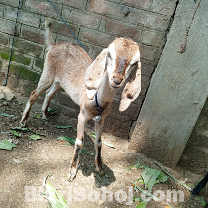 বাসায় যত্ন সহকারে পালিত ছাগল